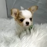 チワワ(ロング)