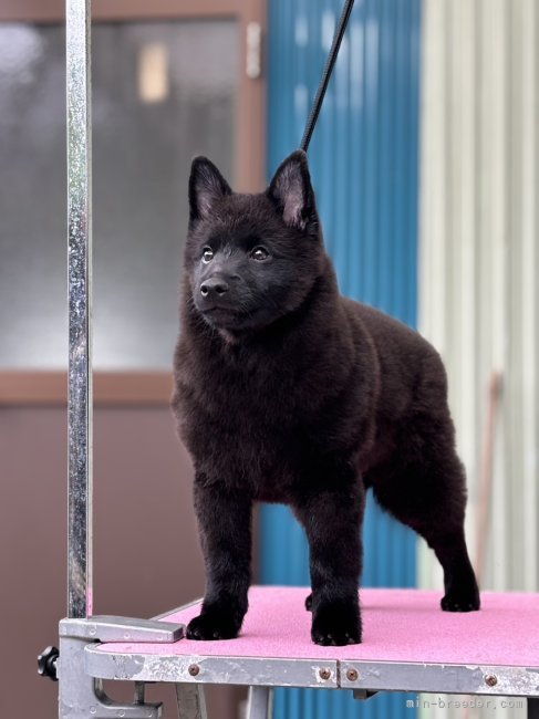 山田起美世ブリーダーのブログ：7月7日産まれ　ソニー君。3か月