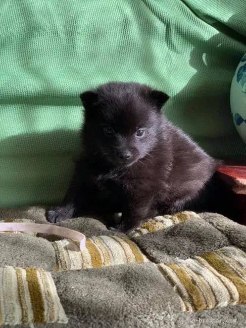 KY 様のお迎えした子犬