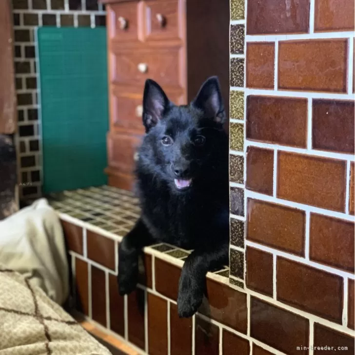 ID：2312-00899の子犬