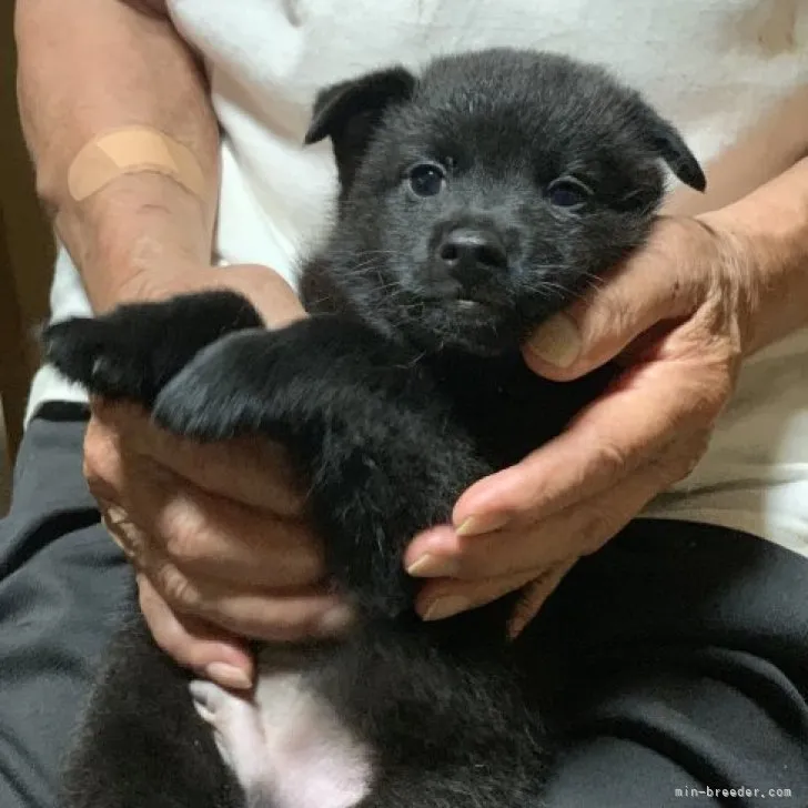 ID：2308-04531の子犬