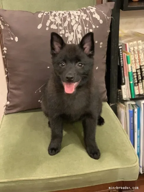 ID:2101-02543の子犬
