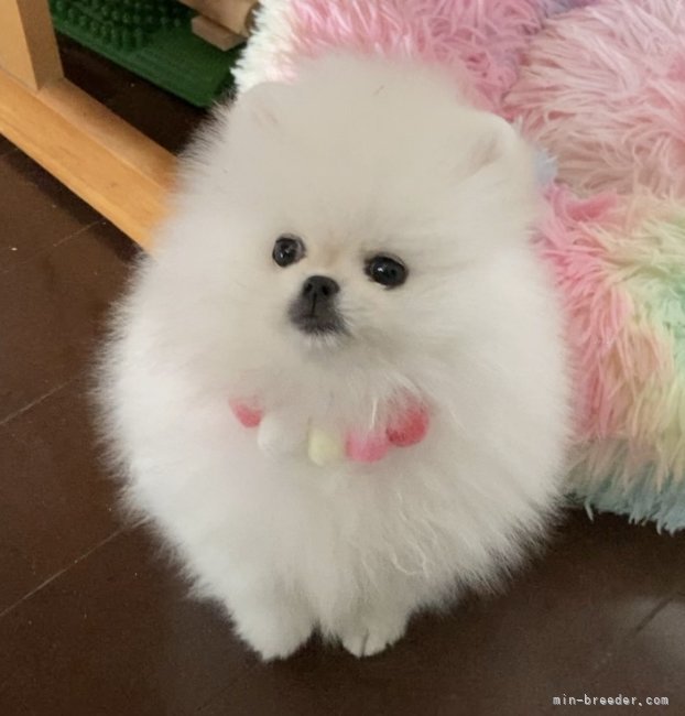 横山あやのブリーダー