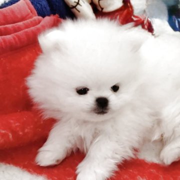 ポメラニアン【静岡県・男の子・2025年10月13日・ホワイト】の写真「チャンピオン直子。」