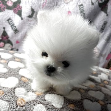 ポメラニアン【静岡県・男の子・2025年10月13日・ホワイト】の写真「チャンピオン直子。」