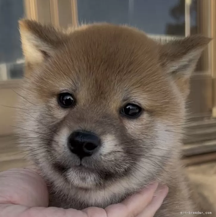 ID：2502-02583の子犬