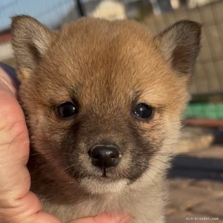 ID:2501-07165の子犬