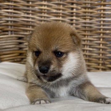 柴犬(標準サイズ)【三重県・男の子・2025年10月5日・赤】の写真「配色の綺麗な赤柴の男の子♡」