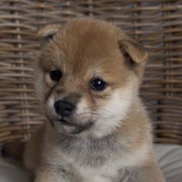 柴犬(標準サイズ)【三重県・女の子・2025年10月5日・赤】の写真「綺麗な色の赤柴の女の子♡」