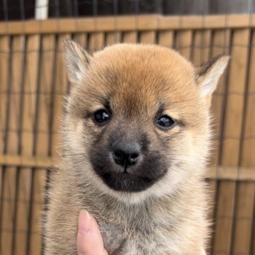 柴犬(豆柴)【三重県・女の子・2024年10月23日・赤】の写真「ちびちび赤豆柴の次女ちゃん♡」