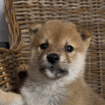 柴犬(標準サイズ)【三重県・男の子・2025年10月5日・赤】の写真「お父さんは豆柴認定犬！懐きのいい男の子！」