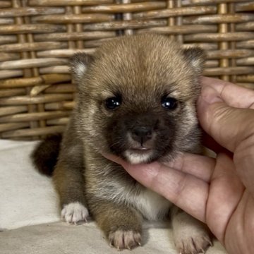 柴犬(豆柴)【三重県・女の子・2025年9月23日・赤】の写真「極小サイズ‼︎赤豆柴の女の子♡」
