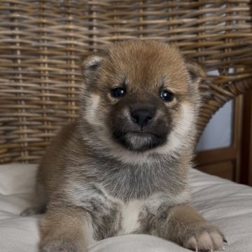 柴犬(標準サイズ)【三重県・男の子・2025年10月5日・赤】の写真「凛々しいお顔立ち！赤柴の男の子♡」