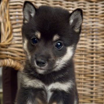 柴犬(豆柴)【三重県・男の子・2025年9月23日・黒】の写真「優しいお顔の黒豆柴男の子♡」