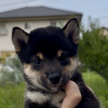 柴犬(豆柴)【三重県・男の子・2025年7月14日・黒】の写真「つぶらな目が可愛い黒豆柴の男の子♡」