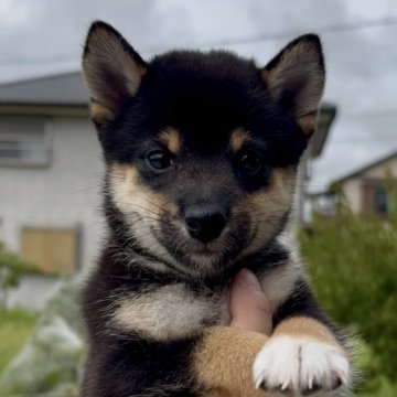 柴犬(豆柴)【三重県・男の子・2025年7月14日・黒】の写真「つぶらな目が可愛い黒豆柴の男の子♡」