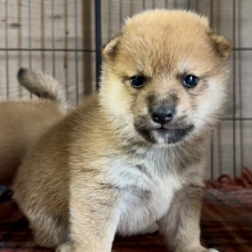 柴犬(標準サイズ)【三重県・男の子・2025年10月5日・赤】の写真「配色の綺麗な赤柴の男の子♡」