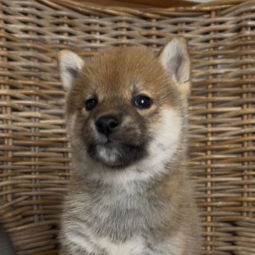 柴犬(標準サイズ)【三重県・男の子・2025年10月5日・赤】の写真「お父さんは豆柴認定犬！毛足の長い男の子！」