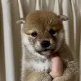 柴犬(標準サイズ)