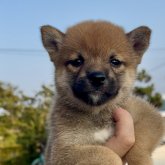 柴犬(豆柴)
