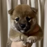 柴犬(標準サイズ)