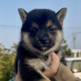 柴犬(豆柴)