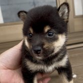 柴犬(豆柴)