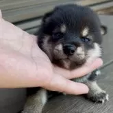 柴犬(標準サイズ)