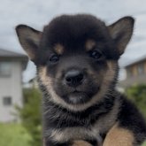 柴犬(豆柴)