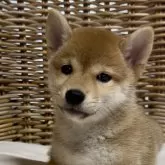 柴犬(標準サイズ)
