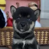 豆柴