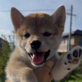 柴犬(標準サイズ)