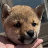 豆柴【三重県・男の子・2024年12月25日・赤】の写真1