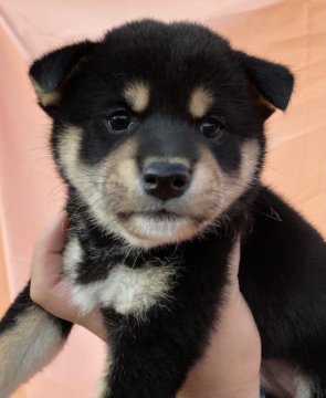 柴犬(標準サイズ)【三重県・女の子・2021年9月20日・黒】の写真「綺麗な配色の黒柴girl🌟」