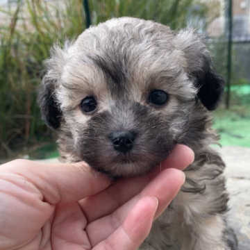 マルプー(マルチーズ×トイプードル)【三重県・女の子・2023年10月16日・ウルフセーブル】の写真「とっても目の大きなレアカラーの女の子♡」