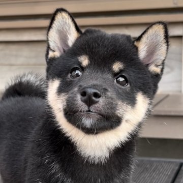 柴犬(豆柴)【三重県・女の子・2024年7月14日・黒】の写真「穏やかで女の子らしい黒豆柴の次女ちゃん♡」