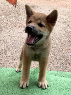 柴犬(標準サイズ)【三重県・男の子・2021年6月19日・赤】の写真「⭐︎セール中⭐︎赤柴の男の子♪」