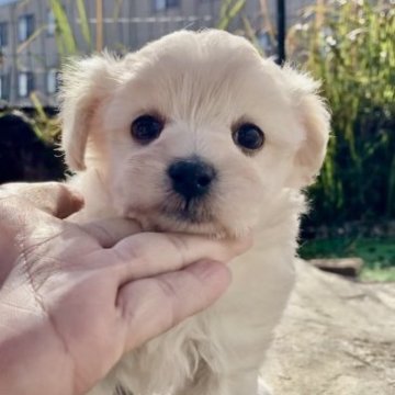 マルプー(マルチーズ×トイプードル)【三重県・男の子・2023年10月16日・ホワイト】の写真「愛嬌抜群の可愛いマルプー君♡」