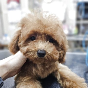 トイプードル(トイ)【熊本県・女の子・2025年9月21日・レッド】の写真「少しおっとり、マイペースな女の子」