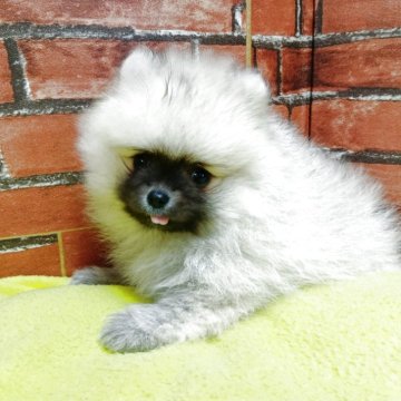 ポメラニアン【熊本県・女の子・2025年10月1日・ウルフセーブル】の写真「毛量抜群
かわいいお顔です。」