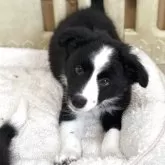 ボーダーコリー