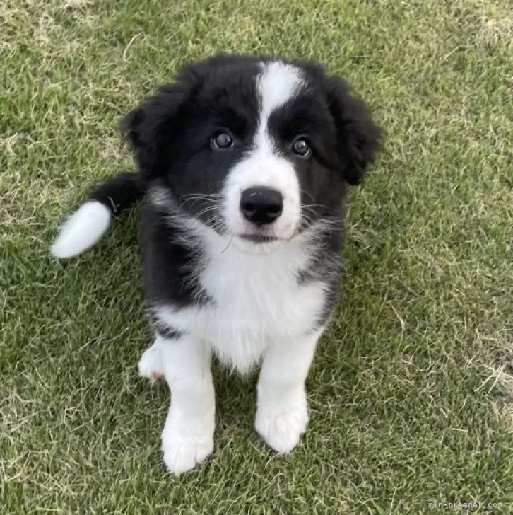 ID：2406-04521の子犬