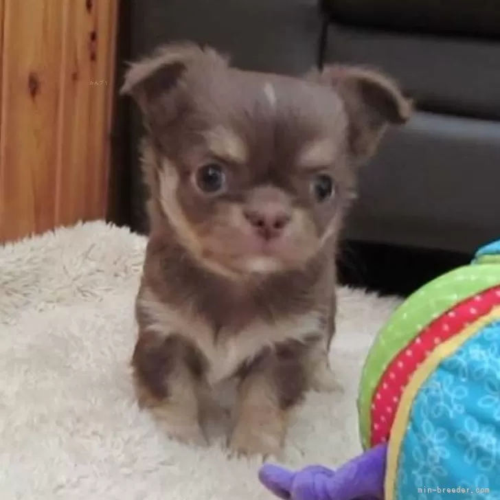 ID：2502-03278の子犬