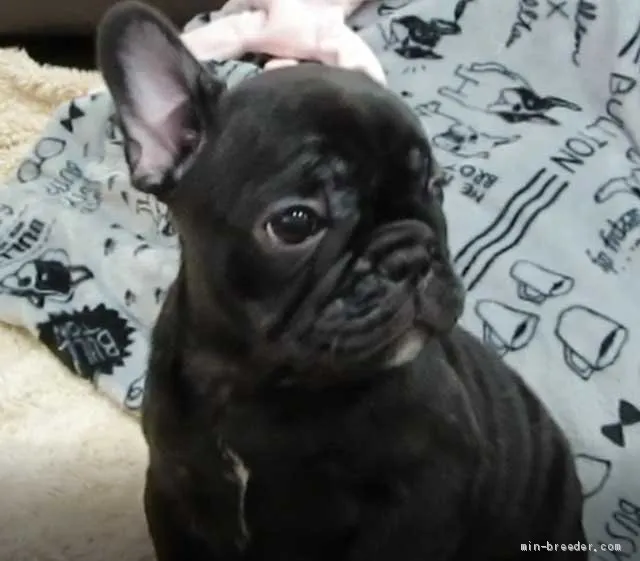 ID：1910-01227の子犬