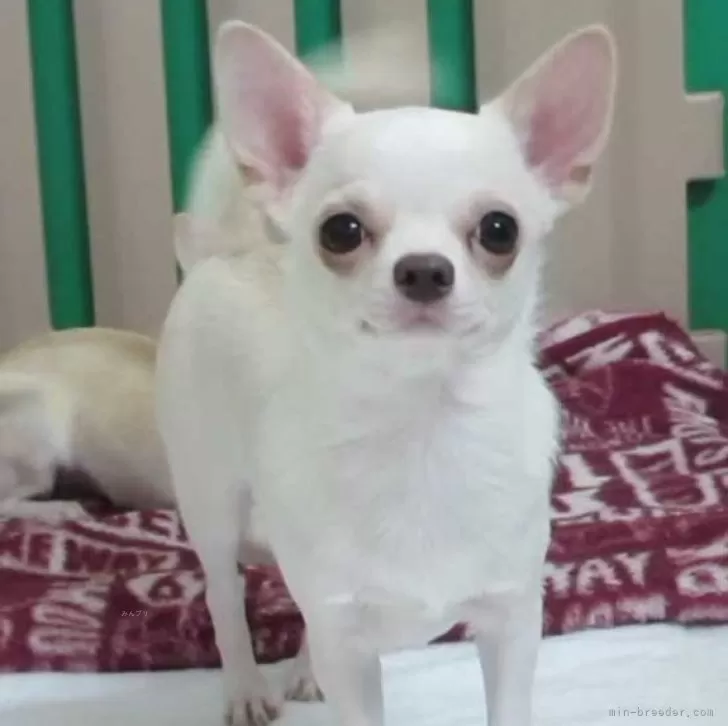 ID:2405-00495の子犬