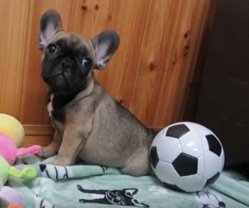 フレンチブルドッグ【福岡県・女の子・2021年2月15日・フォーン】の写真「ブラックマスクの女の子」