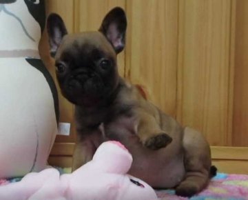 フレンチブルドッグ【福岡県・女の子・2019年8月16日・レッドフォーン】の写真「父犬(ＩＮT・JKCCH)・母犬JKCCH」