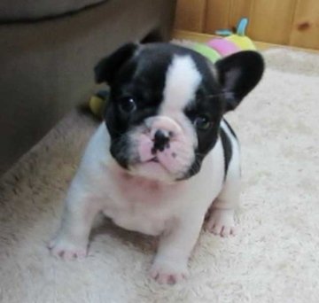 フレンチブルドッグ【福岡県・男の子・2019年11月14日・パイド】の写真「両親チャンピオンE君(父INTCH・母JKCCH)」