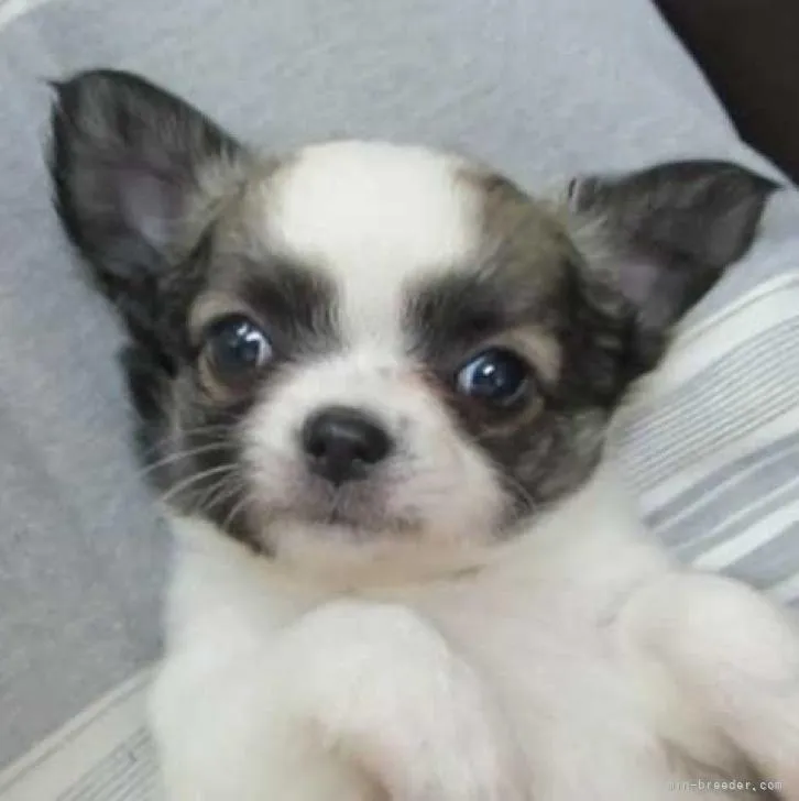 ID：2209-04661の子犬
