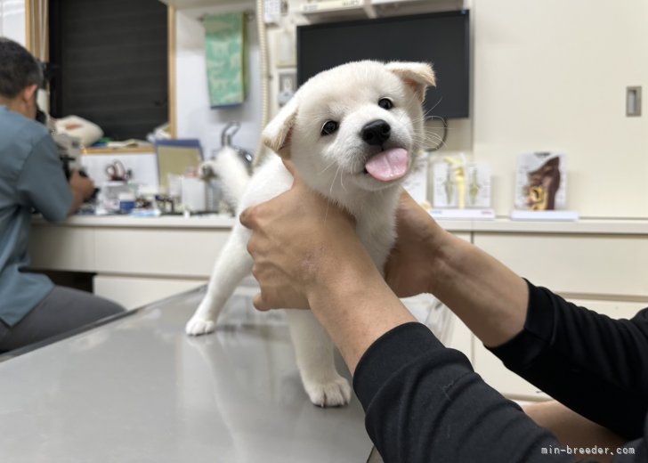 田中健一ブリーダーのブログ：べろべろばー😋❤️
